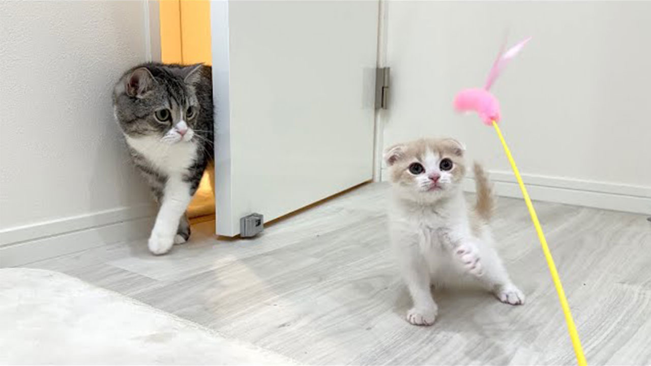 【もちまる日記】弟もお迎え予定！YouTube界のセレブ猫もち様の家族構成を調査